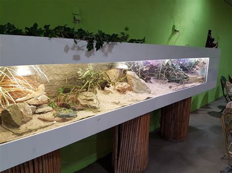 bearded dragon outside enclosure|extra large bearded dragon enclosure.